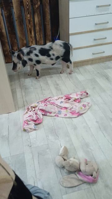 Пятачки)) .mp4