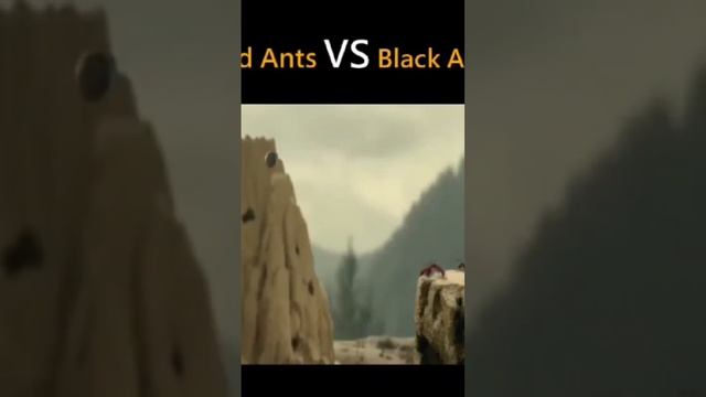 Red Ants VS Black Ants #subscribe смотреть онлайн