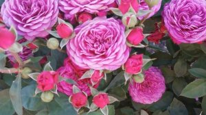 Роза Хайди Клум Heidi Klum