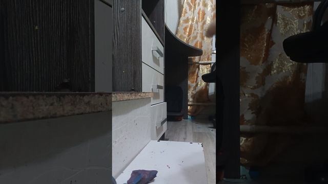 1000007518.mp4бомбини гусини