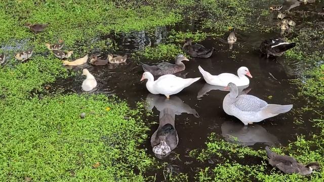 Huge mixed flock of Muscovy ducks смотреть онлайн