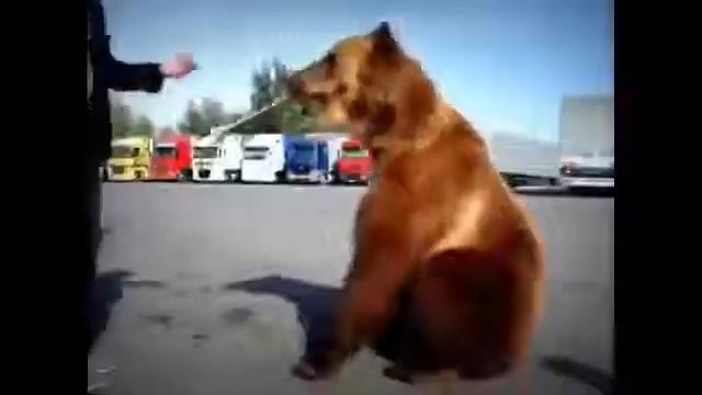 Медведь Тима Концовка просто умора смотреть онлайн