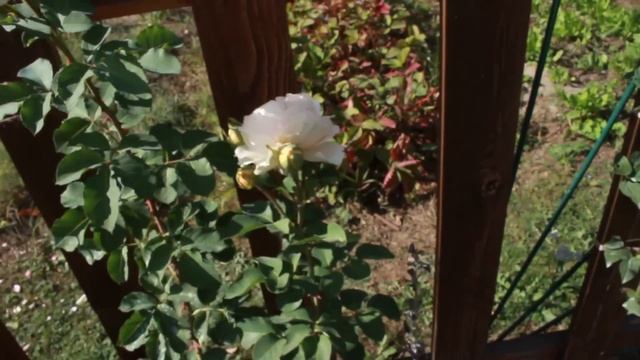 Красивые и ароматные розы. Уход в сентябре смотреть онлайн