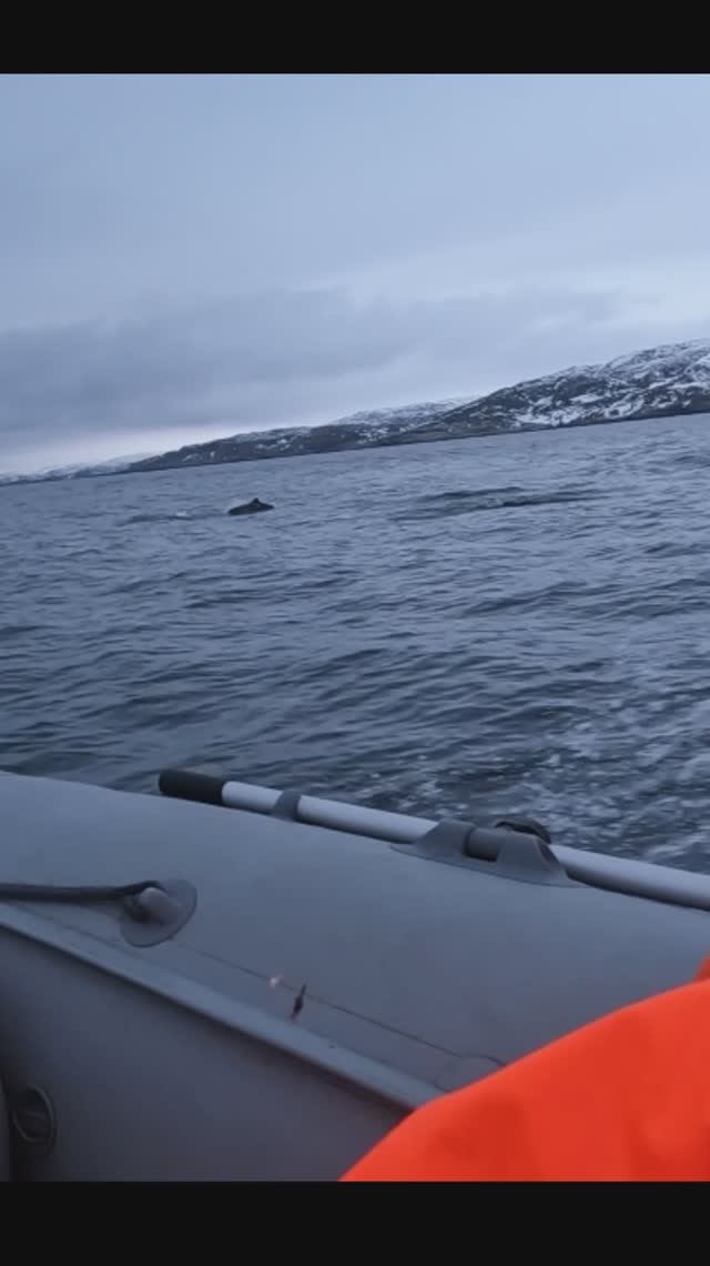 Дельфины в баренцевом море!!! смотреть онлайн