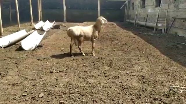 (490) Гиссар на продажу. +996773085804 смотреть онлайн