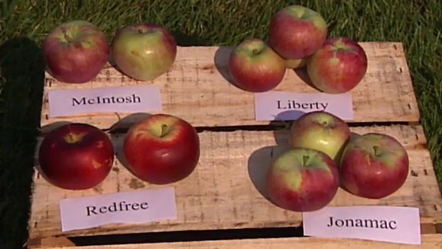 Gardening in the Zone: Growing Apples смотреть онлайн
