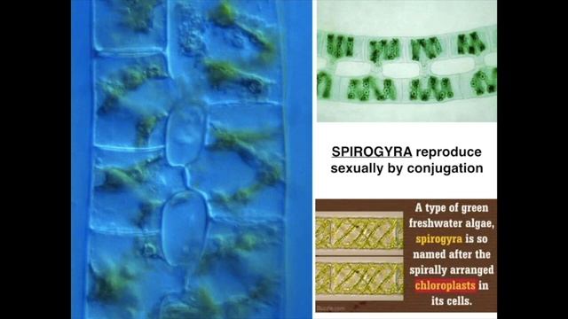 Chromista Protists смотреть онлайн