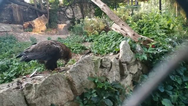 Хищник смотреть онлайн