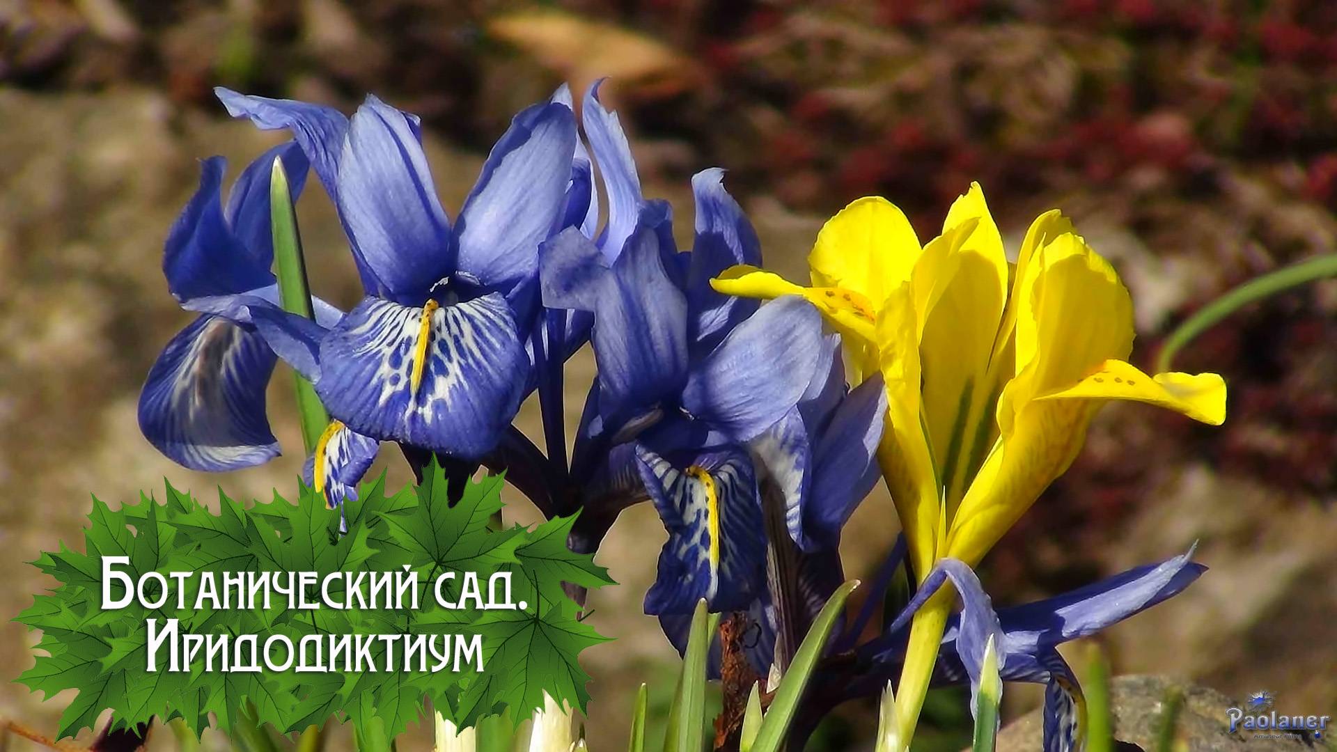 Ботанический сад. Иридодиктиум (2025) смотреть онлайн