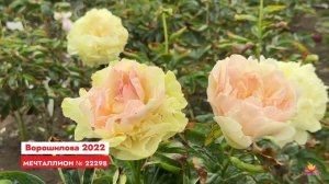 Сеянцы пионов Ворошиловой. Цветение 2023 года! Часть 16 / Сад Ворошиловой