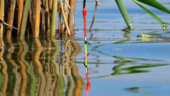 Караси радуют поклёвками! рыбалка на карася на поплавок  весной 2025