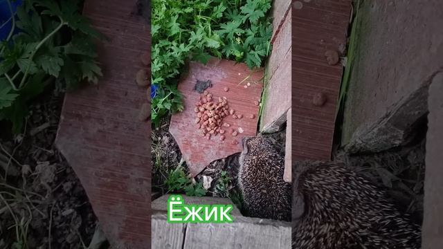 #ёжик #ёж #китекет смотреть онлайн