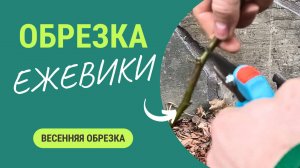 Как обрезать молодую ежевику весной