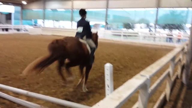 Raelyn Horse GHHJA 11-24 and 25 смотреть онлайн