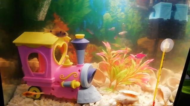 Маленький аквариум смотреть онлайн
