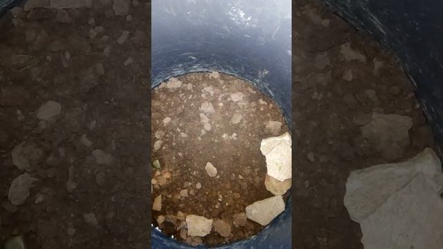 Новая ящерка Малинка, и Вишенка смотреть онлайн