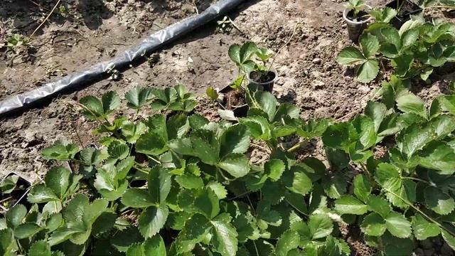 Маточник Клери смотреть онлайн