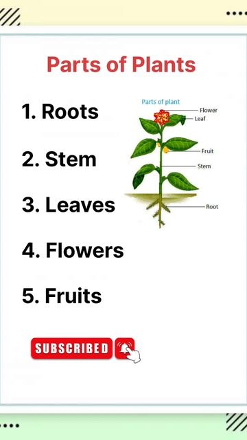 Parts of Plants | Main parts of Plants смотреть онлайн