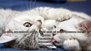 Клички для кошек