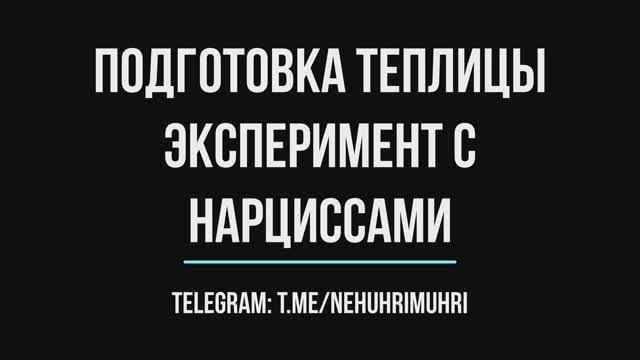 Подготовка теплицы эксперимент с нарциссами смотреть онлайн