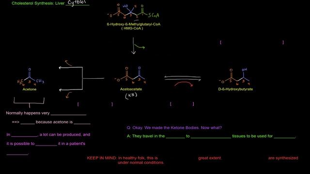 Ketone Bodies (Part 2 of 4) - Ketone Body Synthesis / Ketogenesis смотреть онлайн
