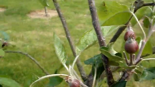 Thinning apple fruitlets in May смотреть онлайн