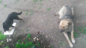 Пёс 3 сезон 1 серия Еда на двоих