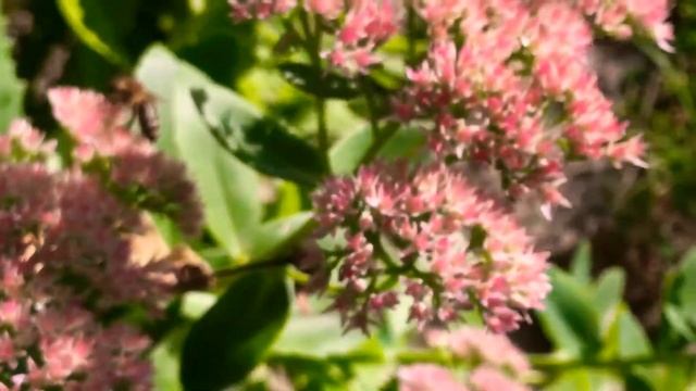 iphone se video test24 сентября 2020 г. смотреть онлайн