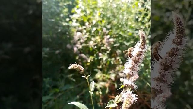 Во саду ли, в огороде...#лето #пчелка #мята #сад #любовь #love #свет #nature #природа #garden смотреть онлайн