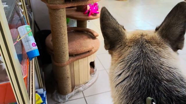 Пес Дарик в зоомагазине пытается поймать морских свинок смотреть онлайн