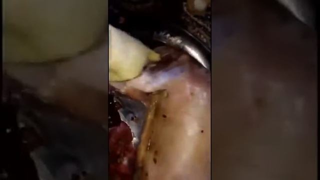 Барашек на костре смотреть онлайн