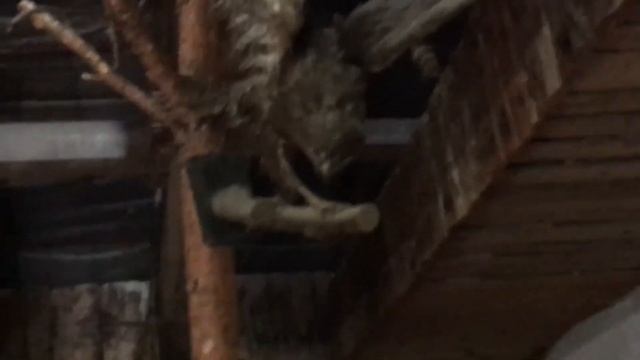 Мукачевский замок Паланок смотреть онлайн