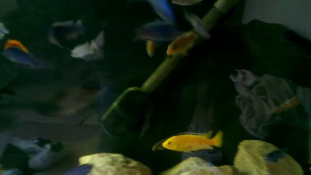 Mbuna at sunrise смотреть онлайн