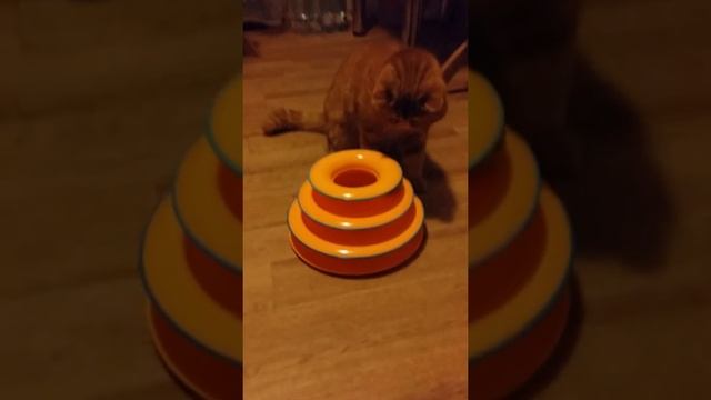 Кот играет с новой игрушкой смотреть онлайн