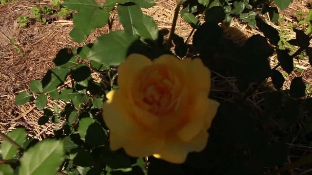 Цветение роз в саду. 29 июня. Амбер Квин, Амаретто, Чипэндэйл, Поэтс Вайф, Роальд Даль смотреть онлайн