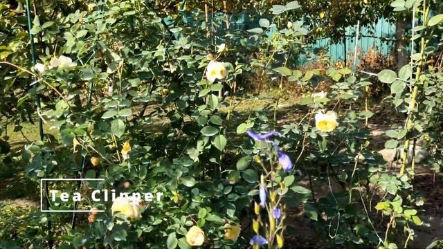 Розы в саду. Вторая волна смотреть онлайн