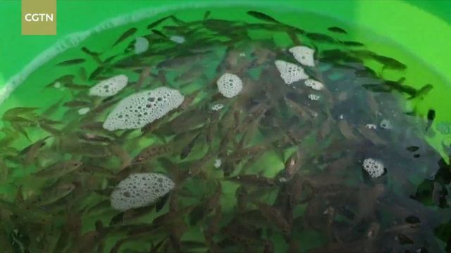 China, Vietnam release 100 million fishes into Beibu Gulf смотреть онлайн