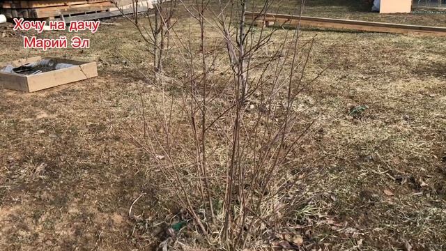 30.03.25г. Первые работы в саду начались. смотреть онлайн