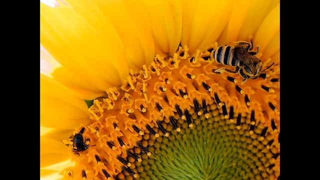 MEDITAZIONE TERZO CHAKRA MANIPURA. Chakra del plesso solare. смотреть онлайн