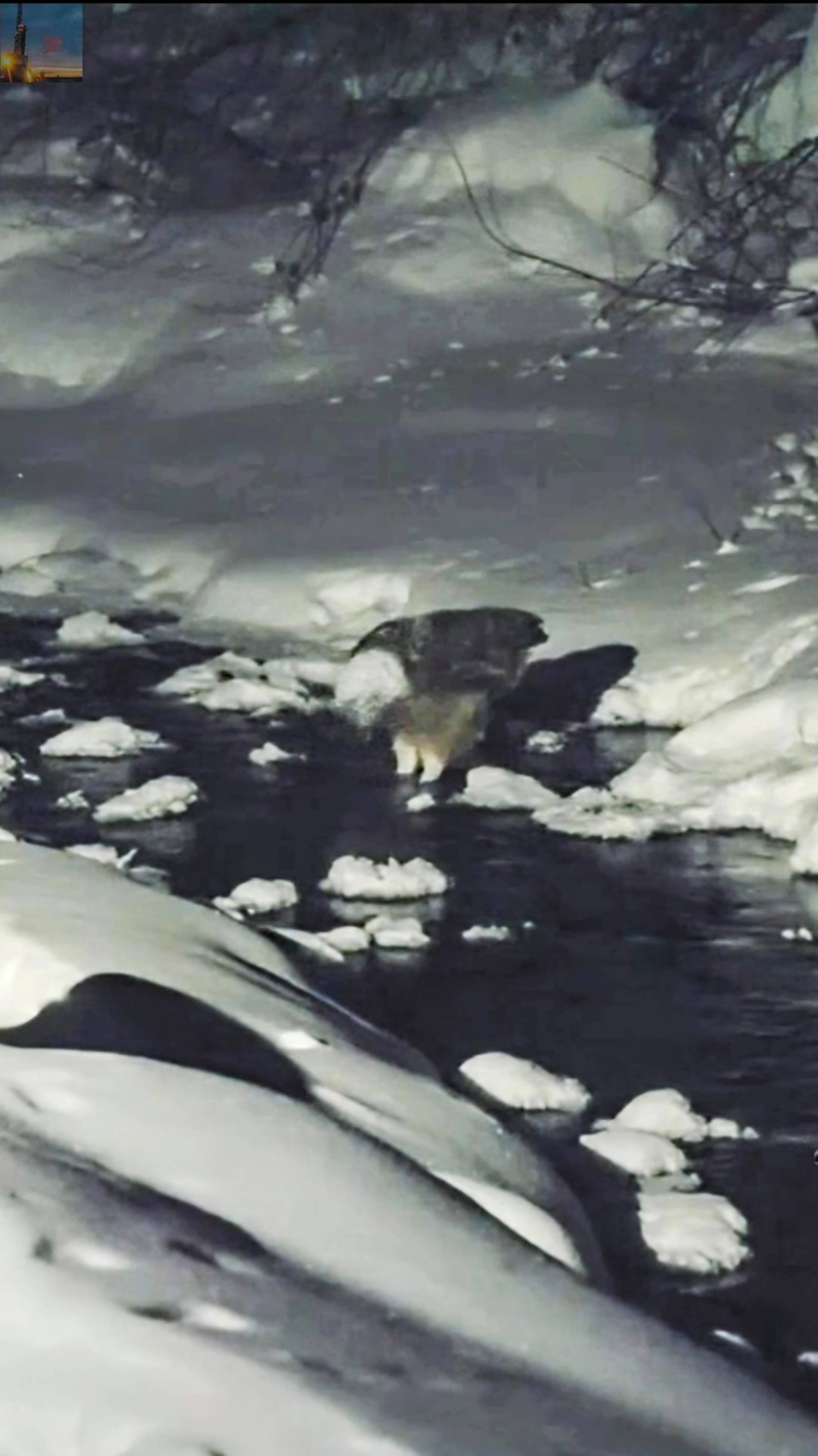 Редкие кадры, как рыбный филин (сова) занимается ночной рыбалкой🦉 смотреть онлайн