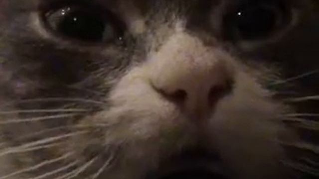 котяра патриот ( Брянка).avi смотреть онлайн