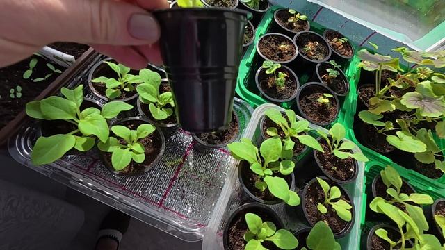 Огородничаю смотреть онлайн