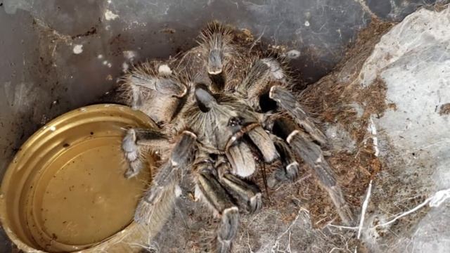 Tarantula happy dance смотреть онлайн
