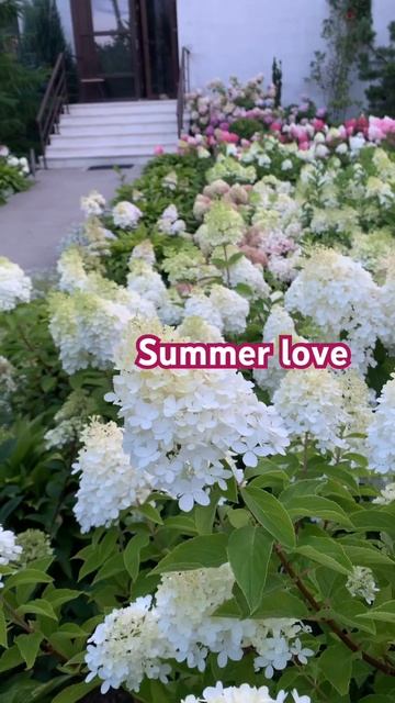 Великолепие белоснежных гортензий #hortensias #garden #beautiful #hydrangea #paniculata#summerlove