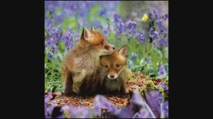 Весна в лесу. Николай Заболоцкий.