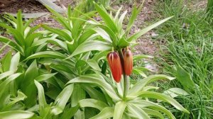 Рябчик императорский