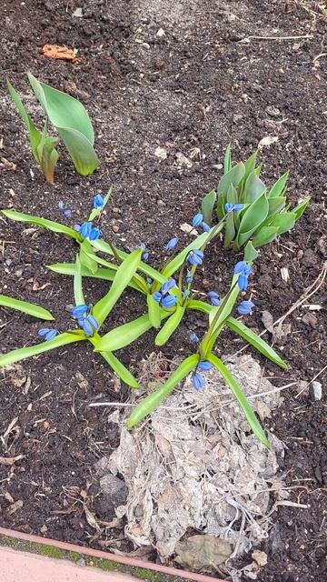 Первые весенние смотреть онлайн