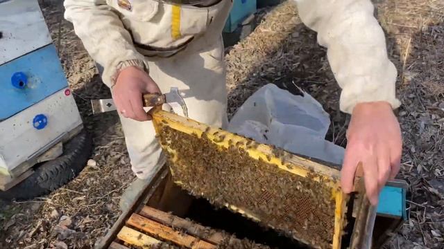 Весенняя ревизия улья. Часть 2🐝 смотреть онлайн