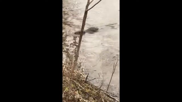 ЖЕЛАЮ ВСЕ ДОБРА! А МЫ ВИДЕЛИ Б О Б Р А! смотреть онлайн
