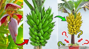 Простой совет по выращиванию бананов в домашних условиях,  урожайность чрезвычайно высока
